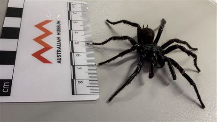 Largest male specimen of world’s most venomous spider found in Australia
