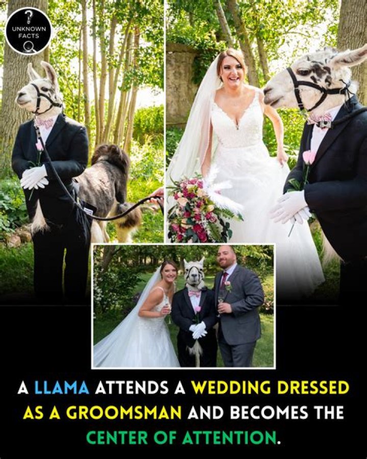 Unleashing The Charm: Llama As Groomsman
