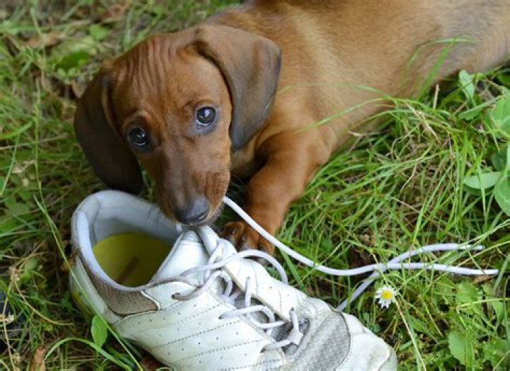 Lonely Dog Sleeps With Owner's Shoe in Adorable Surveillance Video