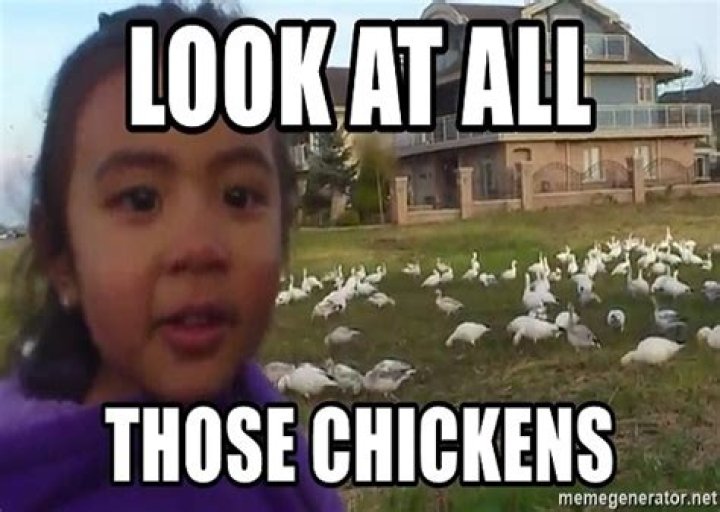Feathered Follies: Embracing The Charm Of Chickens
