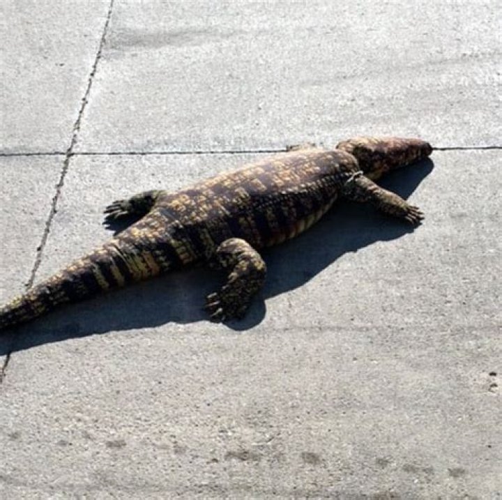 Loose Alligator Reported in Iowa Turns Out to Be Life-Size Plush Toy