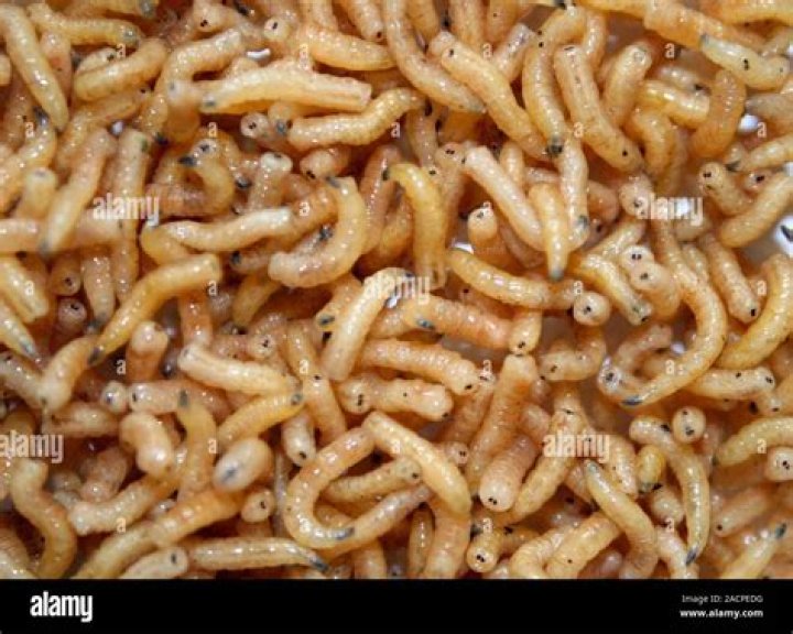 Maggots: Nature's Decomposition Experts Explored
