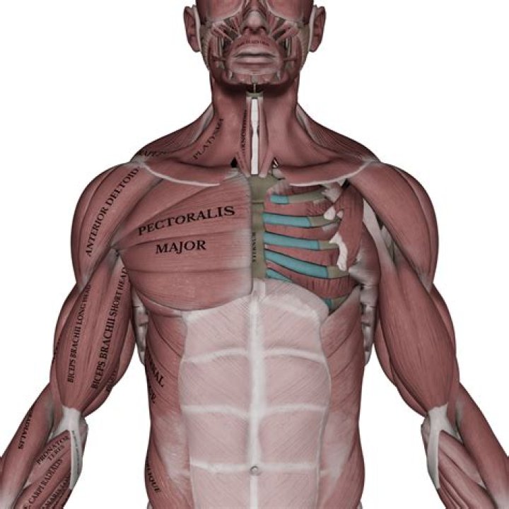 Unveiling The Phenomenon Of Major Pectorals TikTok