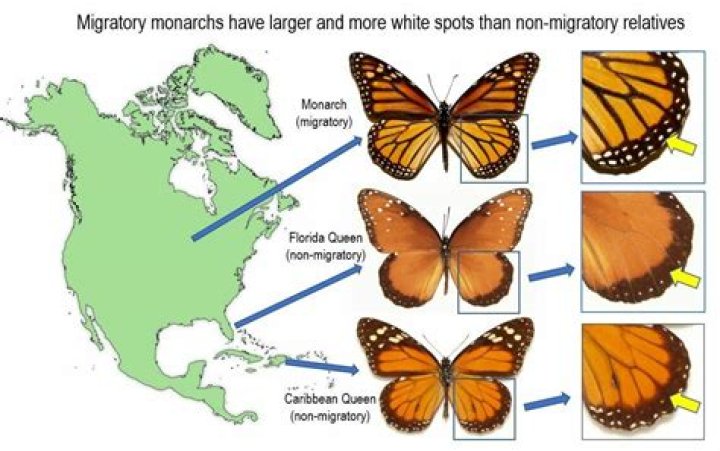 Male-killing bacteria linked to monarch butterfly colour changes: Study – India TV