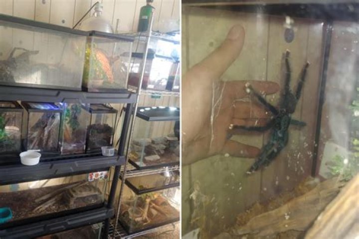 Man With Arachnophobia Decides to Hatch 150 Tarantula Babies: 'Nightmares'