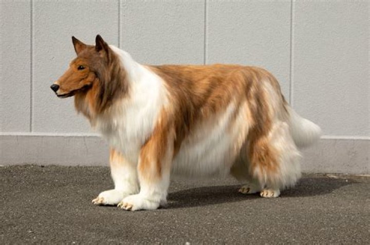 Man Looks Like A Dog: Understanding The Phenomenon