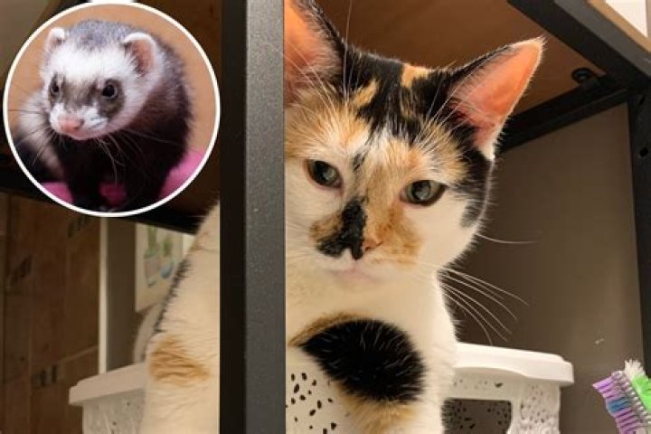 Man Shocked as Cat Brings Home Someone's Pet Ferret to Play: 'Unbelievable'
