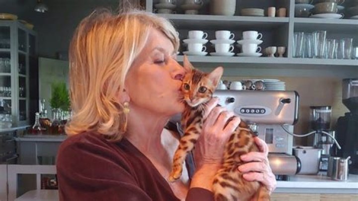 Unveiling The Fascination: Martha Stewart And Her Bengal Cats