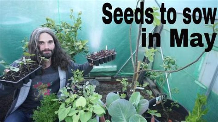 Unveiling The Secrets Of Mayseeds: A Comprehensive Guide