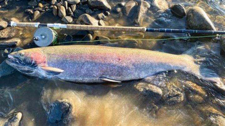 McCall angler sets new state record with steelhead catch on Clearwater River