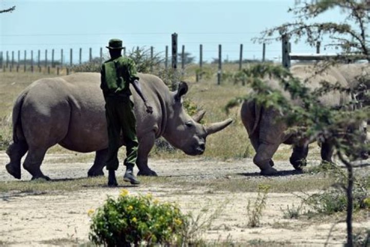 Meet the Last Two Northern White Rhinos—and the Armed Guard Who Protects Them