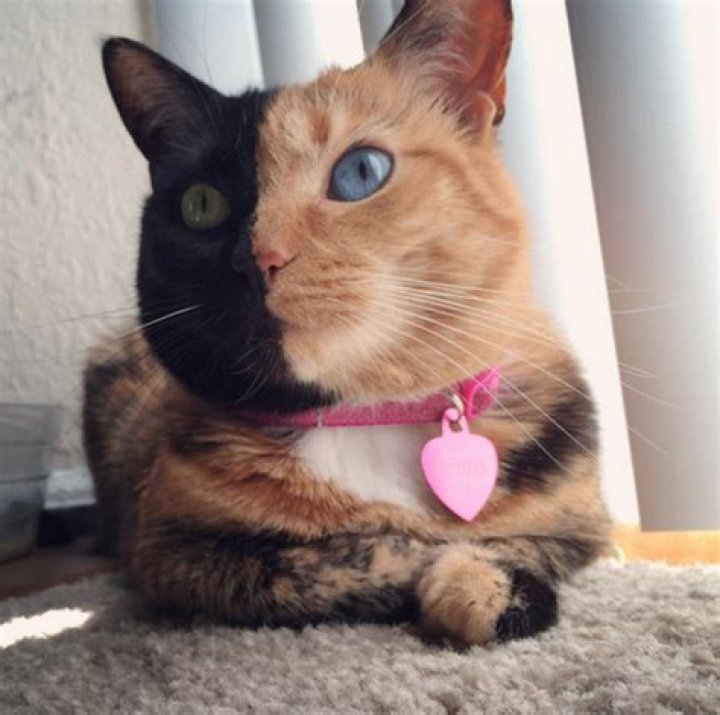 Meet Venus. The “Two-Faced” Cat That Has Stunned The World.