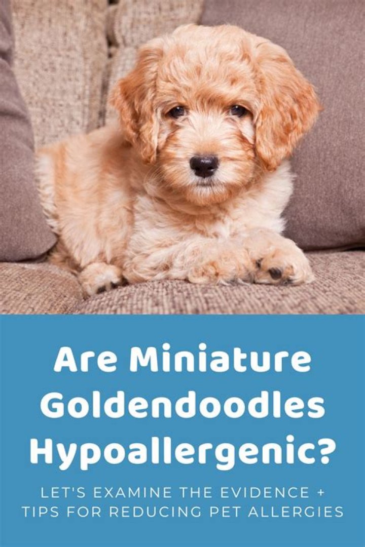 Goldendoodle Struggling to Understand How Toy Works Watched by Over 16M