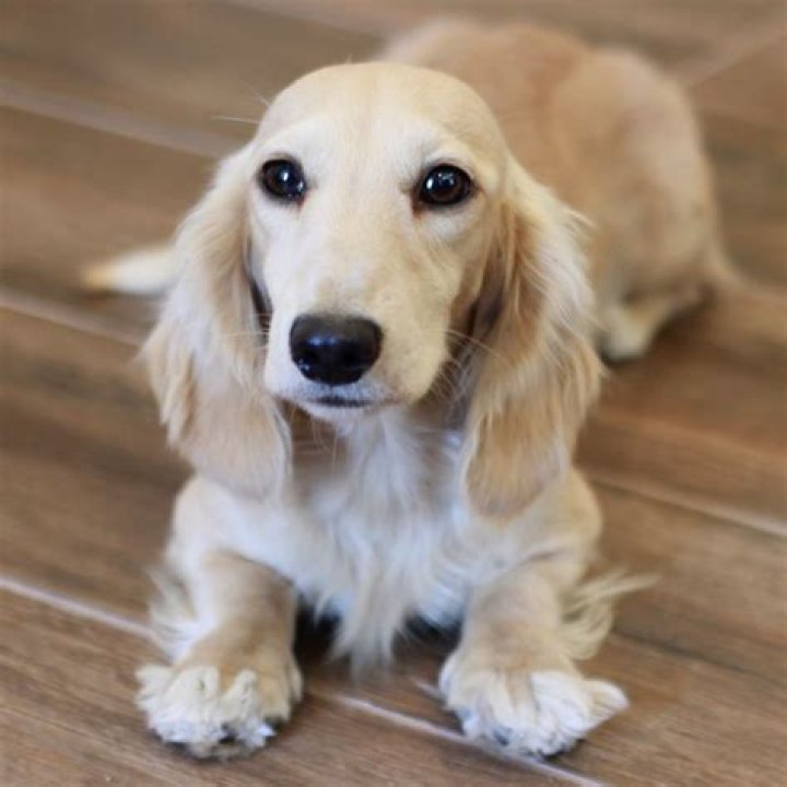Discover The Charming Mini Cream Dachshund