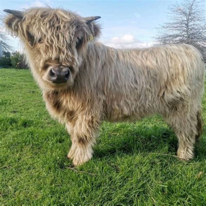 Exploring The Charm Of Miniature Highland Cows