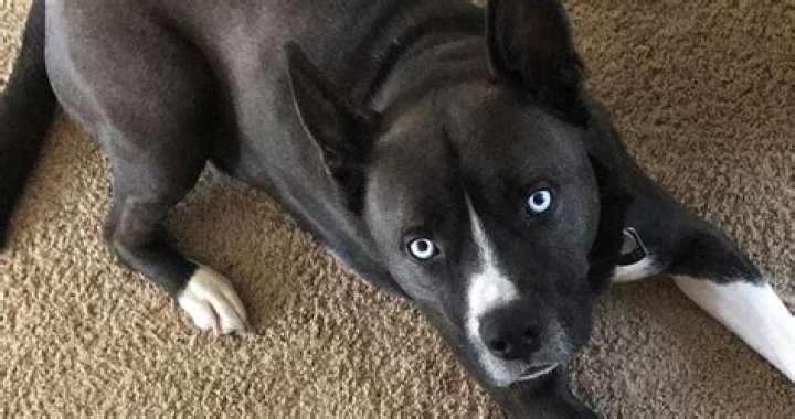 Understanding The Mix Pitbull Husky: A Unique Blend Of Strength And Loyalty