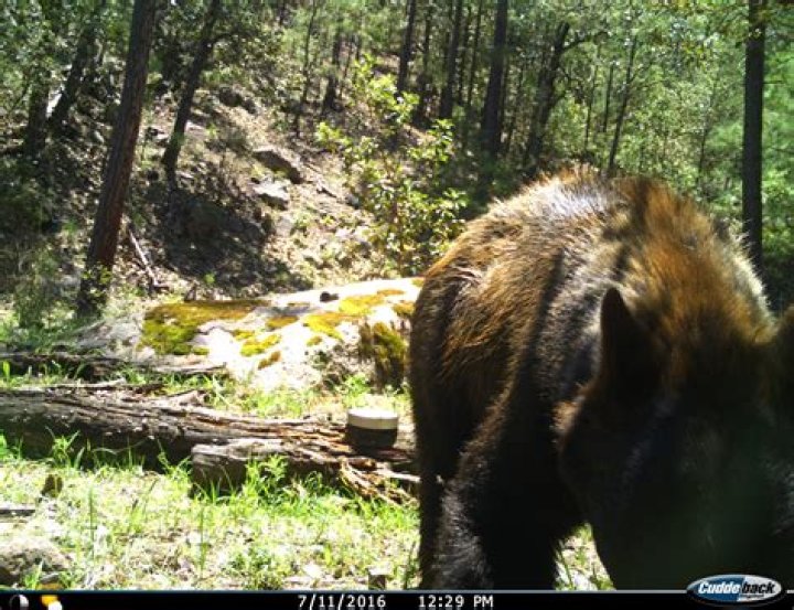 **Unyielding Love: A Mother's Fight Against A Bear To Protect Her Son**