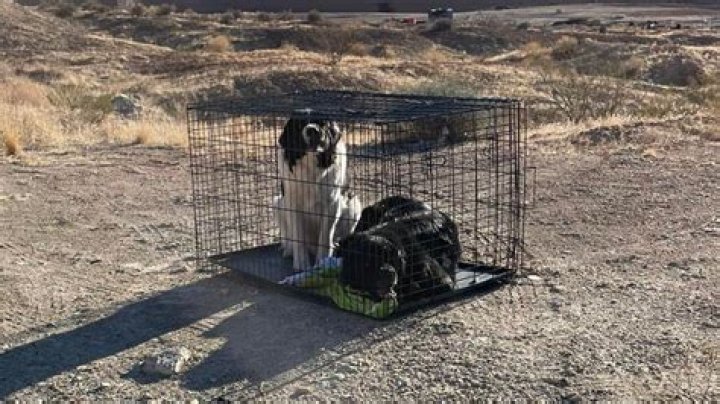 More Than 20 Dogs Abandoned Overnight In Two Indiana Parks