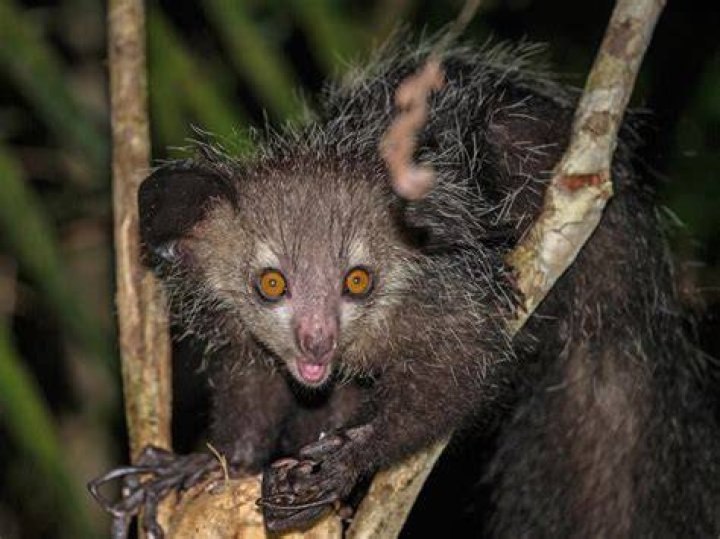 The Most Ugly Creature: Nature's Fascinating Oddities