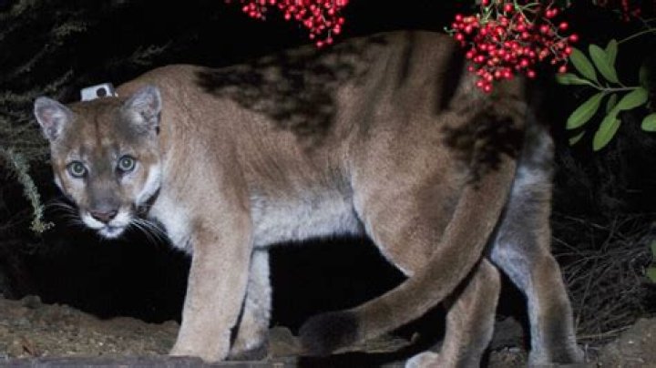 Mountain Lion Dragged California Woman's Pug as She Watched on in Horror