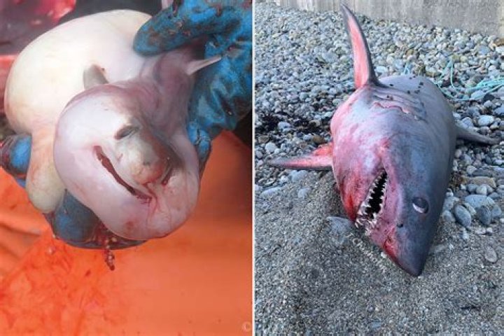 Necropsy on Pregnant Shark Washed Up in Massachusetts Reveals 4 Embryos