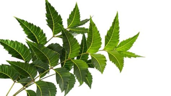 Neem tree helps in getting rid of Shani and Pitra Dosh. Know how to use it for benefit – India TV