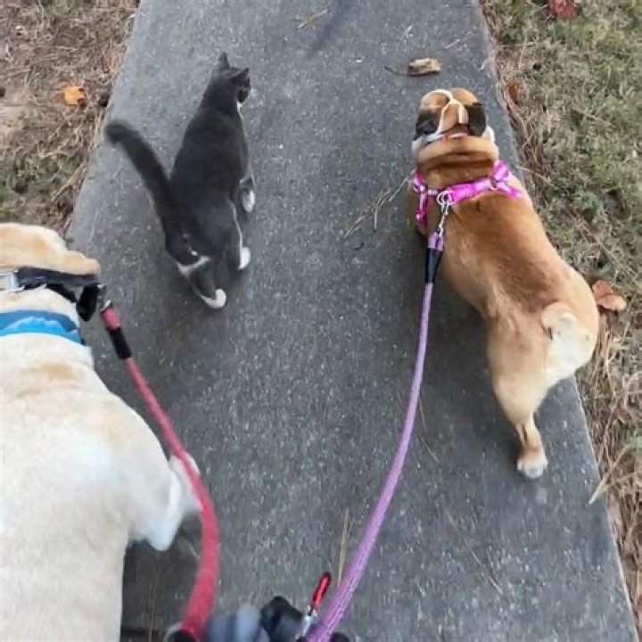 Cat Enjoying Walk With Neighbor's Dogs Delights Viewers: 'Part of the Pack'