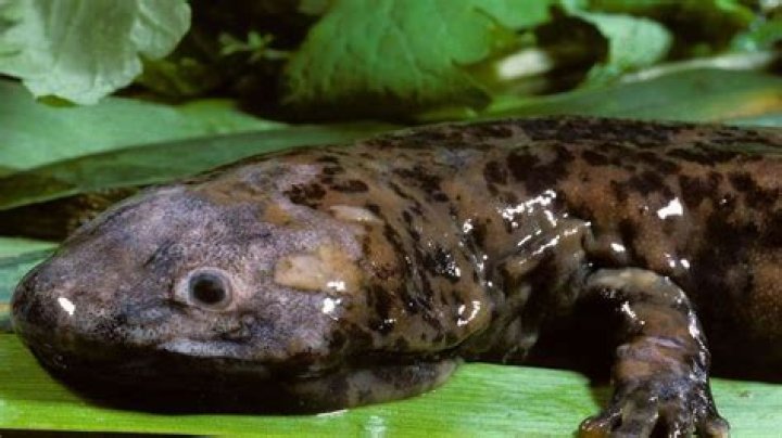 New giant salamander species may be world's biggest amphibian – India TV