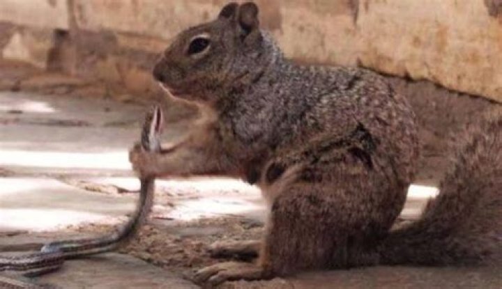 Squirrel kills snakes and eats it down, photos going viral – India TV