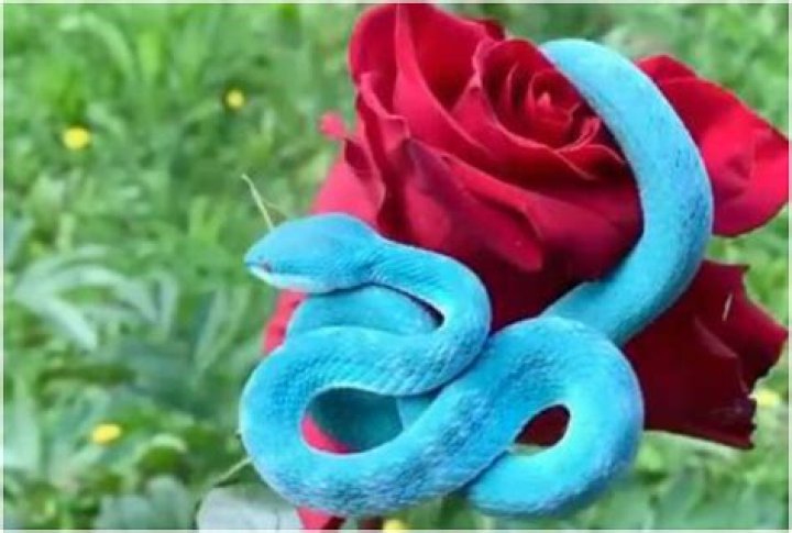 Twitter reacts to blue pit viper on red rose's viral video – India TV