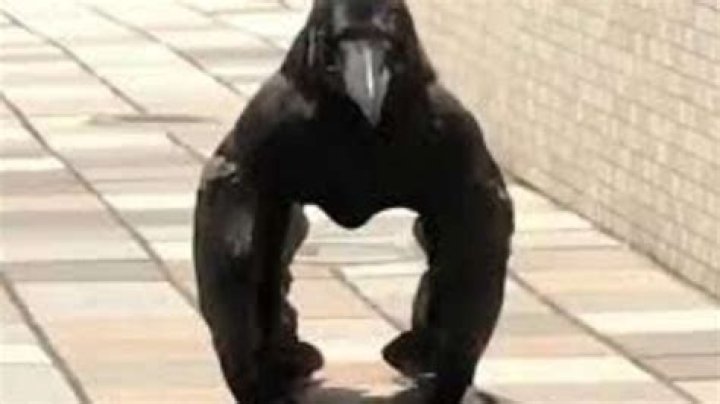 Weird 'gorilla crow' video has gone viral on Twitter, leaving netizens befuddled – India TV