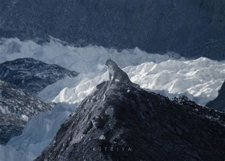 Ghostly Photos Appear to Show Snow Leopard on Mount Everest's Forbidden Phantom Alley