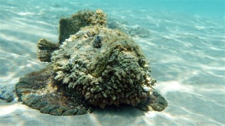 Man Almost Stomps on Stonefish With Venom That Inflicts Enough Pain to Kill