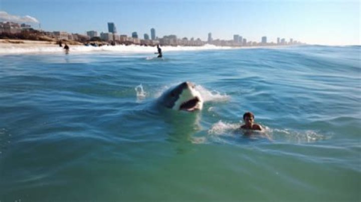 'It Was Like the Movie Jaws'