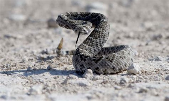 Oklahoma Boy, 4, Needed Five Bags of Antivenom After Rattlesnake Attack