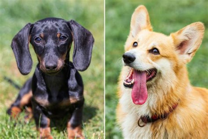 People Obsessed With Dachshund x Corgi Mix: 'What a Beautiful Combination'