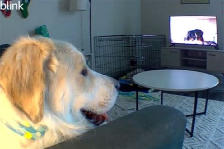 Pet Cam Hilariously Captures How 'Houdini' Dog Escapes From His Crate