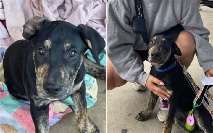 Pet Owner In Tears After Realizing Why Rescue Dog Likes Belly Scratches