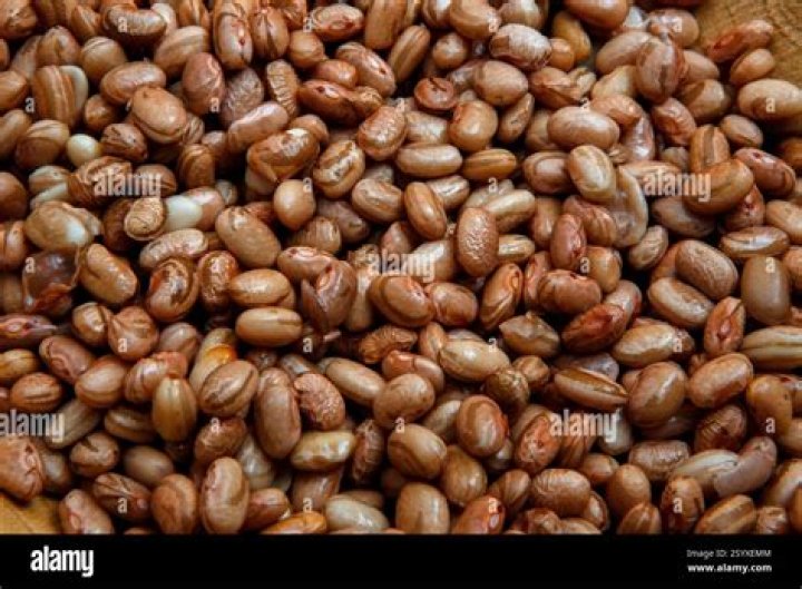 Pinto Bean: A Guide To Its Scientific Name And More