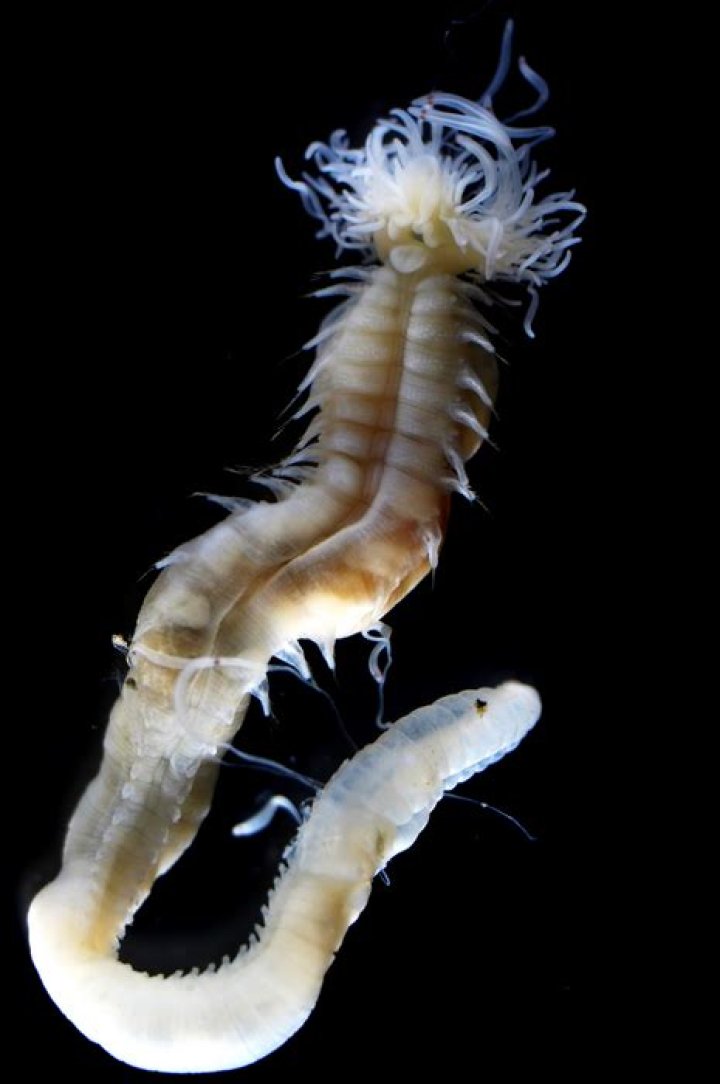 Predatory Sea Worms With 'Hook-Like Jaws' Swarm South Carolina Coast