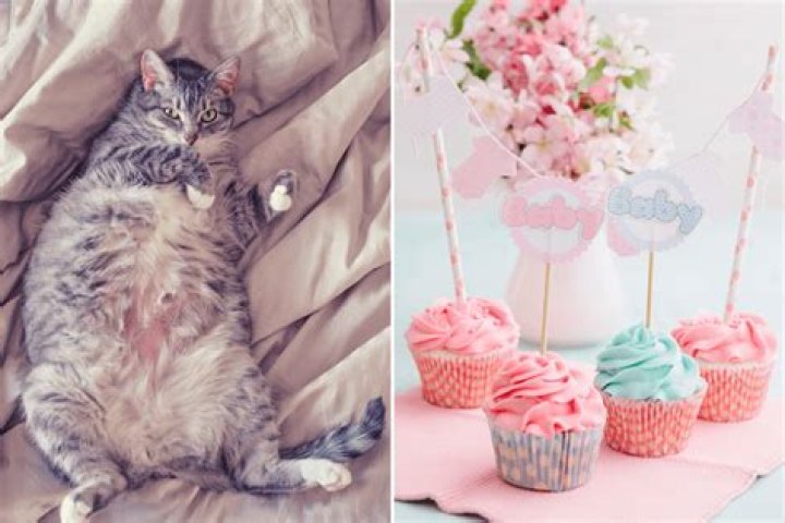 Pregnant Cat's Baby Shower Dubbed 'Cutest Thing Ever'