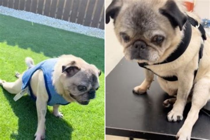 Pug 'Pawrents' Share Inspiring Story of Wheelchair-Bound Dog's Journey