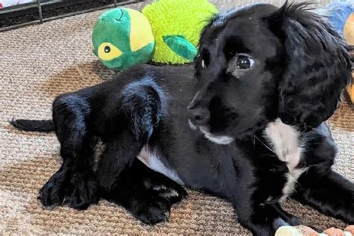 Puppy born with six legs and two tails survives despite the odds