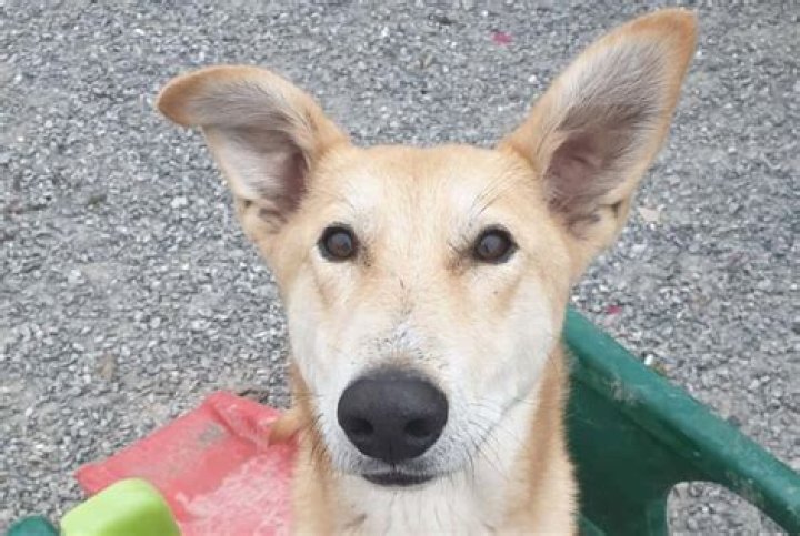 Tragedy As Puppy 'Nobody Wants' Still Waiting in Shelter After 443 Days