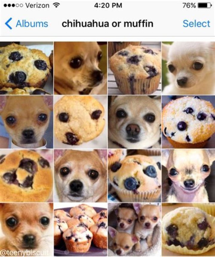 Puppy or bagel? Portland woman behind viral meme