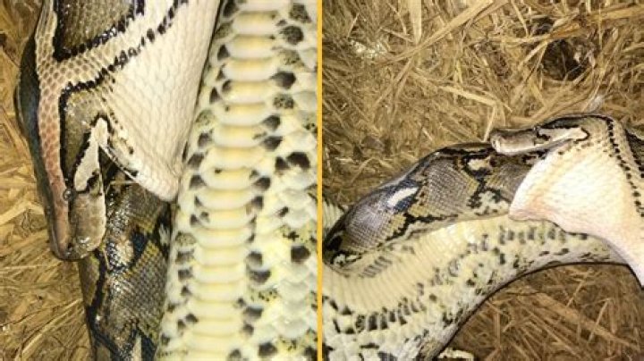 Python Swallowed Pet Cat and Kittens Where They Slept