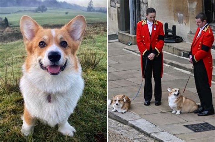 Discovering The Charm Of Queen Charlotte Dogs