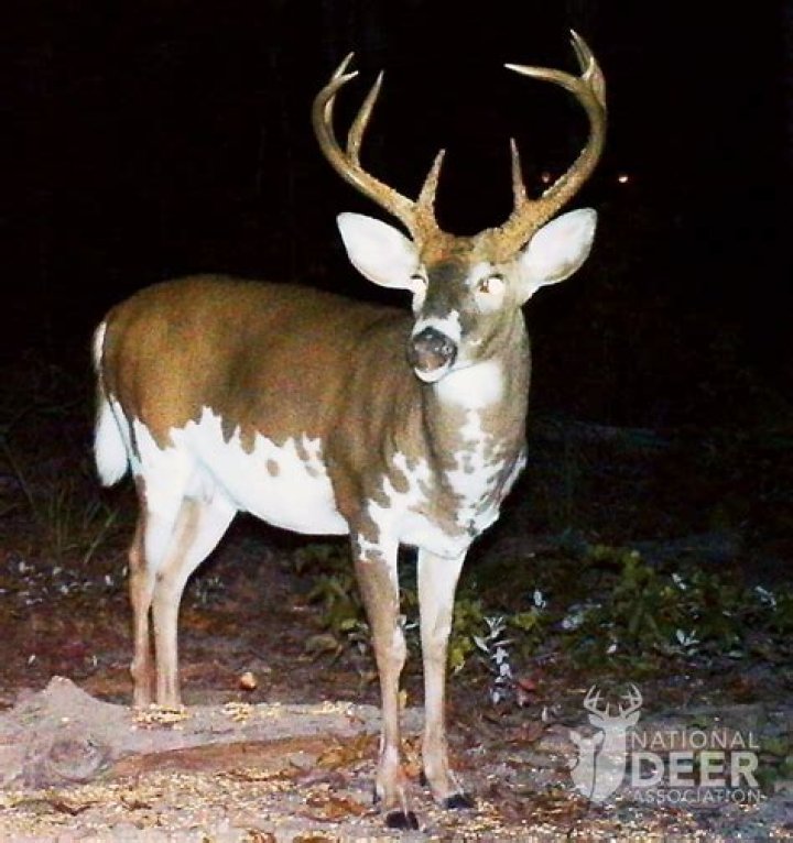Rare and Beautiful Albino Deer Appearing in Ohio Are Hiding a Dark Secret
