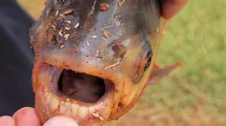 Rare fish with human teeth caught by young angler in US; picture goes viral on internet – India TV