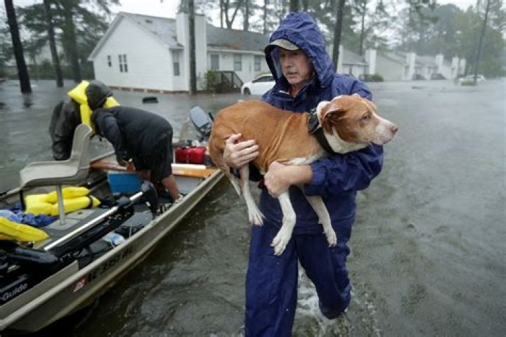 Report: Hailey animal shelter flooded with cat and dog rescues